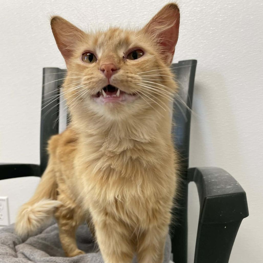 Twiggy, Adoptable, Adult Female Domestic Short Hair.