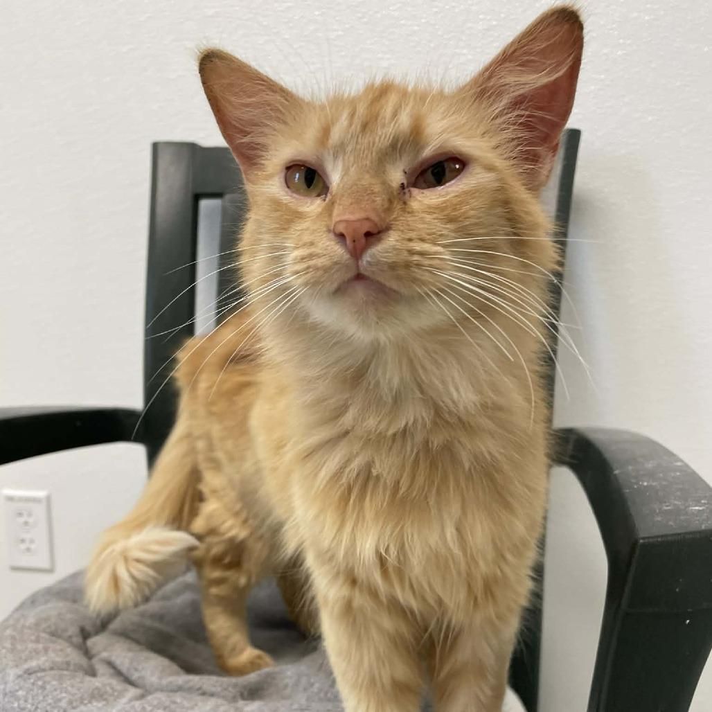 Enlarge Twiggy, a Adoptable Domestic Short Hair in St. Helena, CA image 2/4