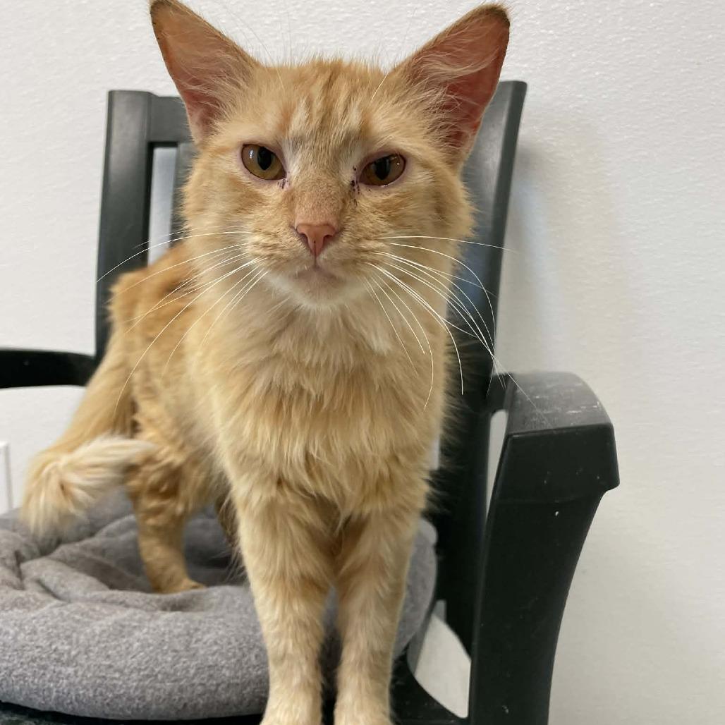 Enlarge Twiggy, a Adoptable Domestic Short Hair in St. Helena, CA image 3/4