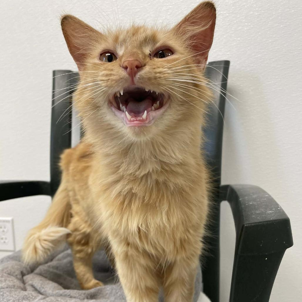 Enlarge Twiggy, a Adoptable Domestic Short Hair in St. Helena, CA image 4/4