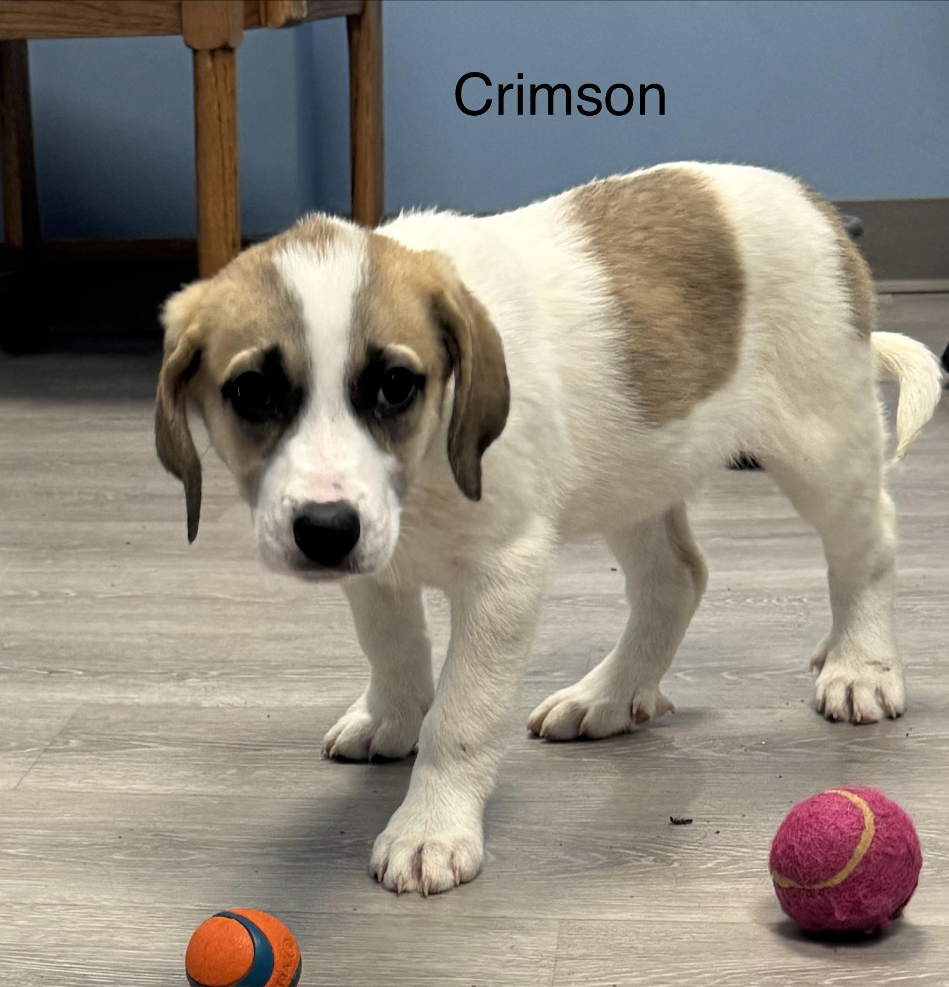 Enlarge Crimson, an adopted mixed breed in Ulster, PA image 1/1