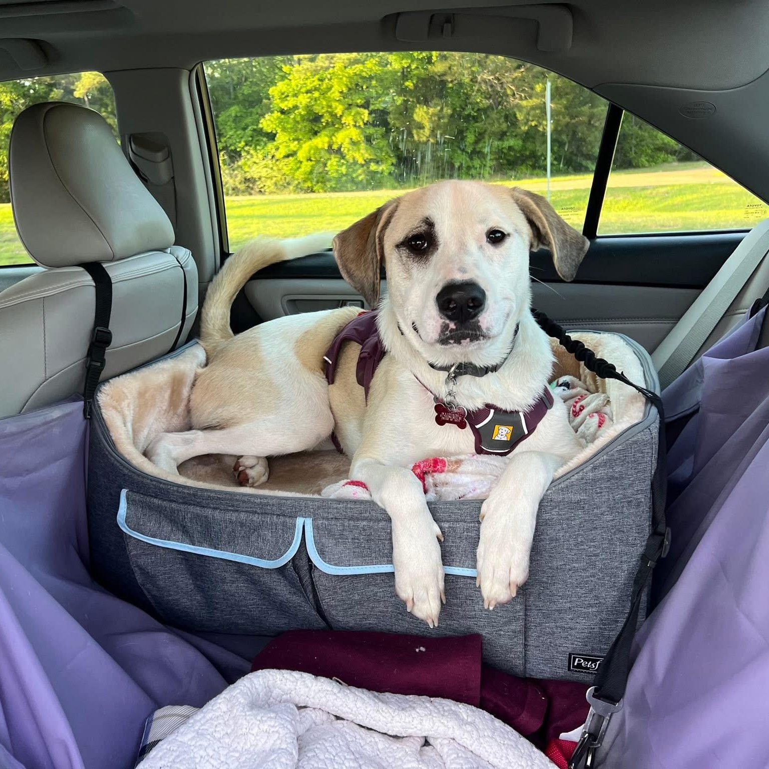Shea, an adoptable Great Pyrenees, Labrador Retriever in Water Valley, MS, 38965 | Photo Image 1
