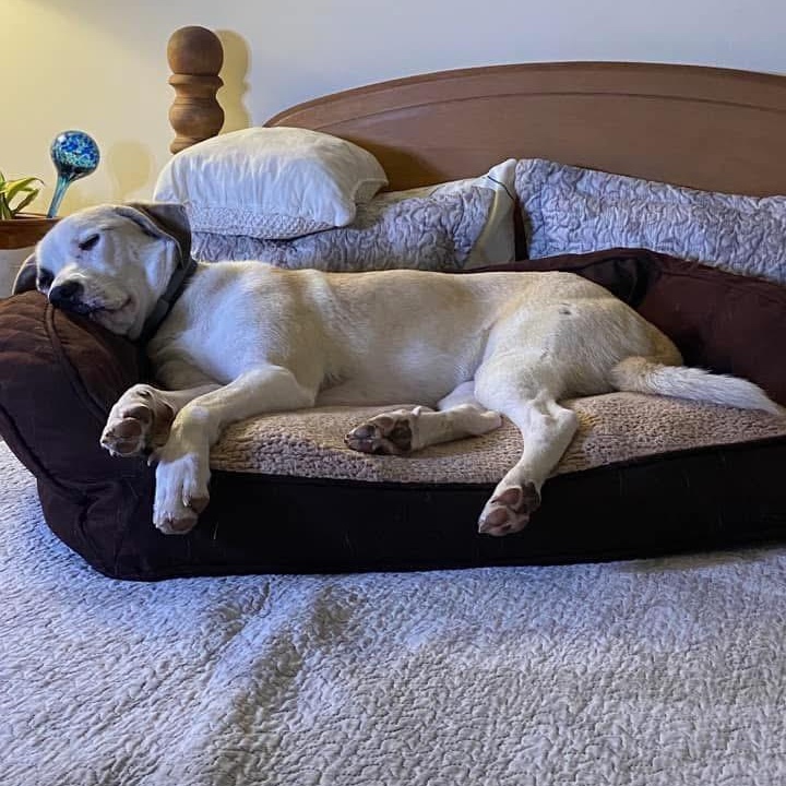 Shea, an adoptable Great Pyrenees, Labrador Retriever in Water Valley, MS, 38965 | Photo Image 5
