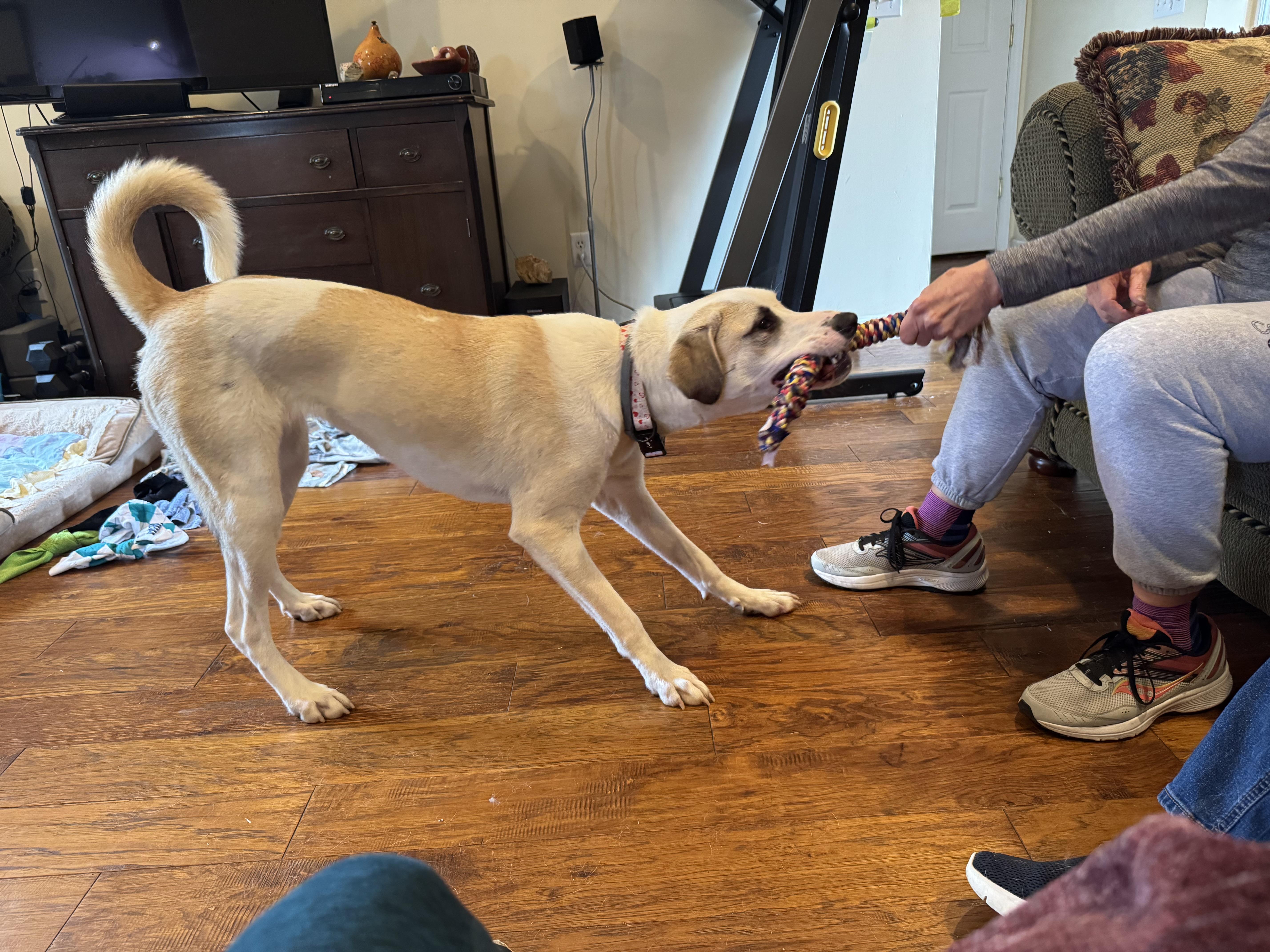 Shea, an adoptable Great Pyrenees, Labrador Retriever in Water Valley, MS, 38965 | Photo Image 6