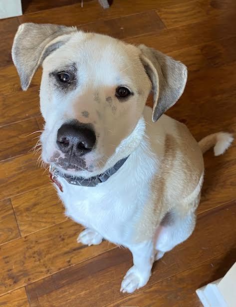 Shea, an adoptable Great Pyrenees, Labrador Retriever in Water Valley, MS, 38965 | Photo Image 4