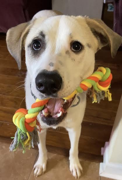 Shea, an adoptable Great Pyrenees, Labrador Retriever in Water Valley, MS, 38965 | Photo Image 2