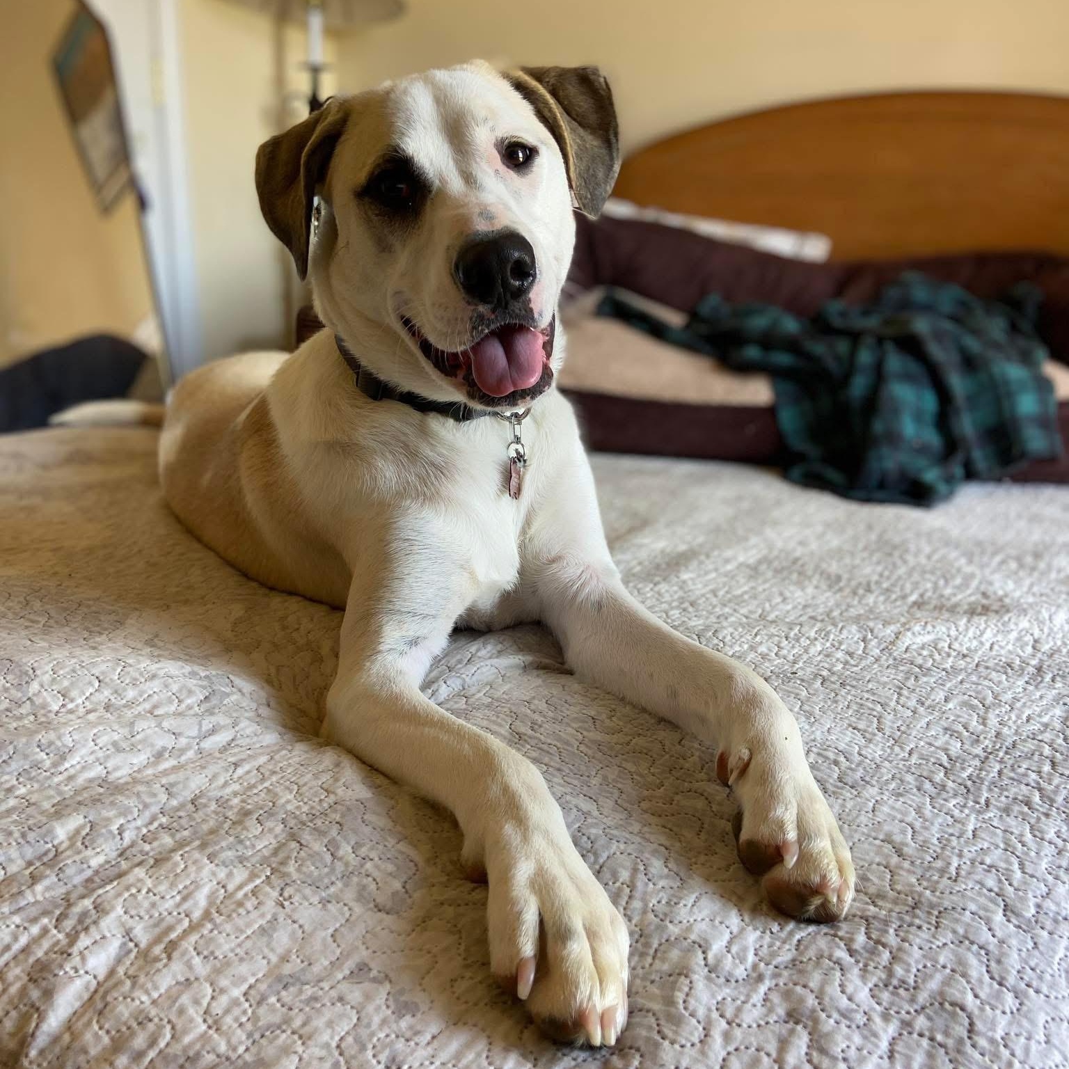 Shea, an adoptable Great Pyrenees, Labrador Retriever in Water Valley, MS, 38965 | Photo Image 3