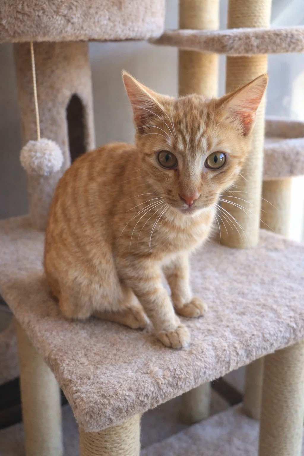 Enlarge Angus and Neville, a Adoptable Tabby in Houston, TX image 2/4