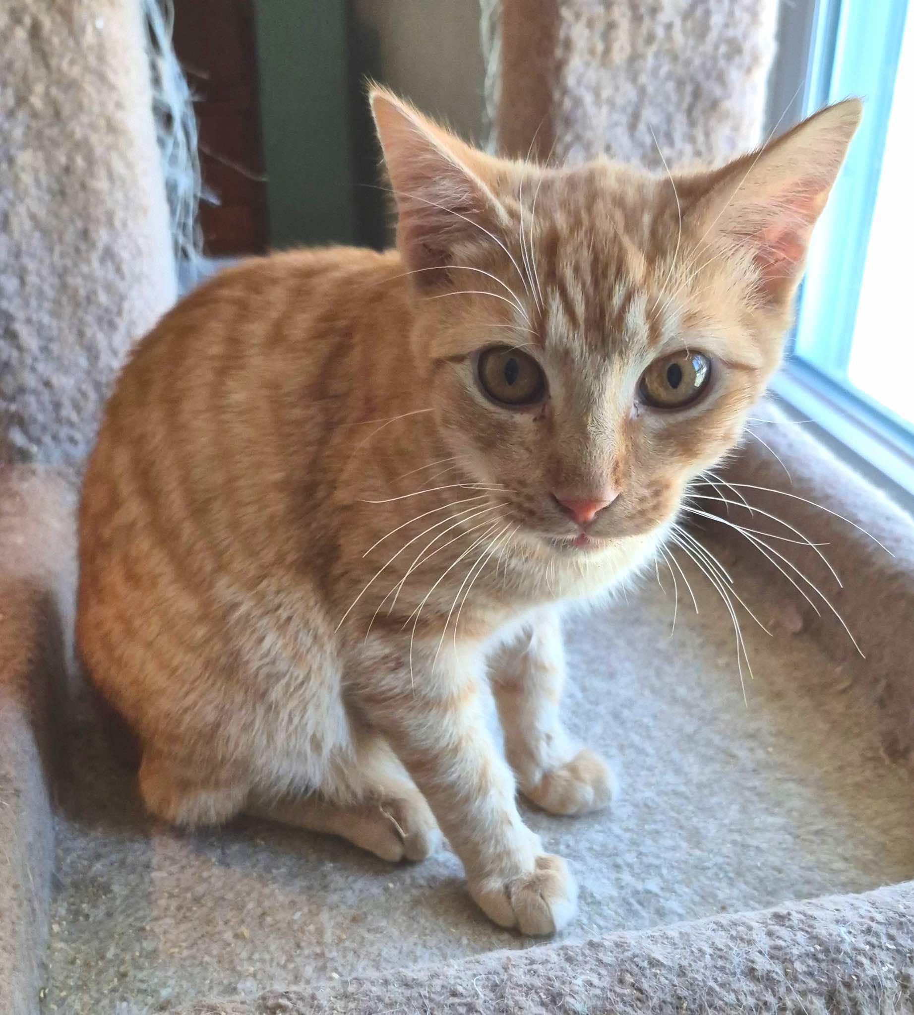 Enlarge Angus and Neville, a Adoptable Tabby in Houston, TX image 3/4