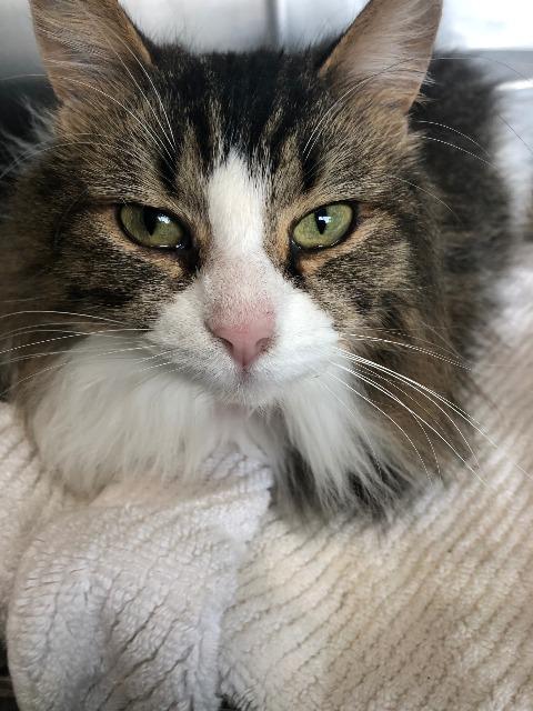 Hermione thumbnail 2