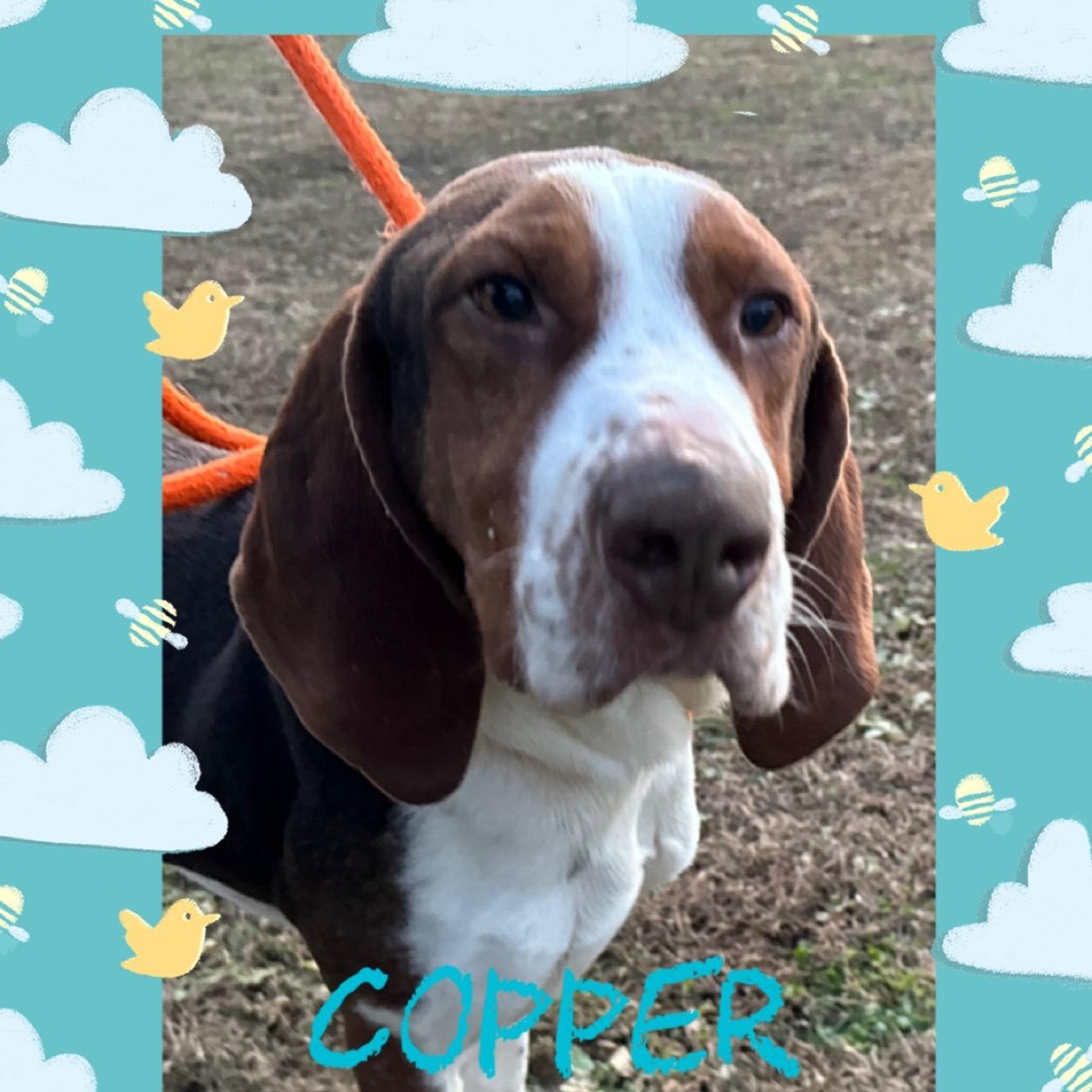Copper, a Adoptable Coonhound in New Martinsville, WV image 1/4