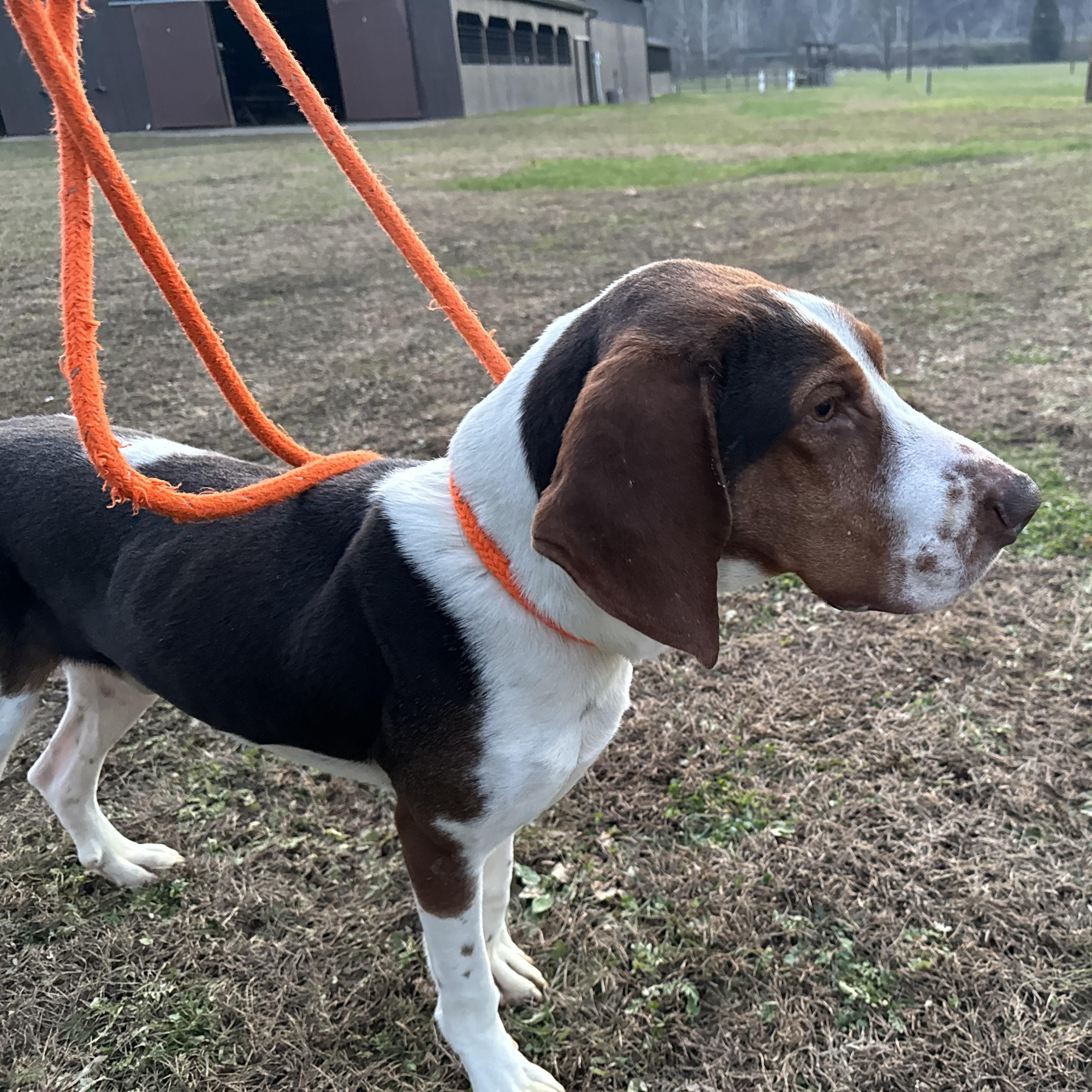 Copper, a Adoptable Coonhound in New Martinsville, WV image 2/4