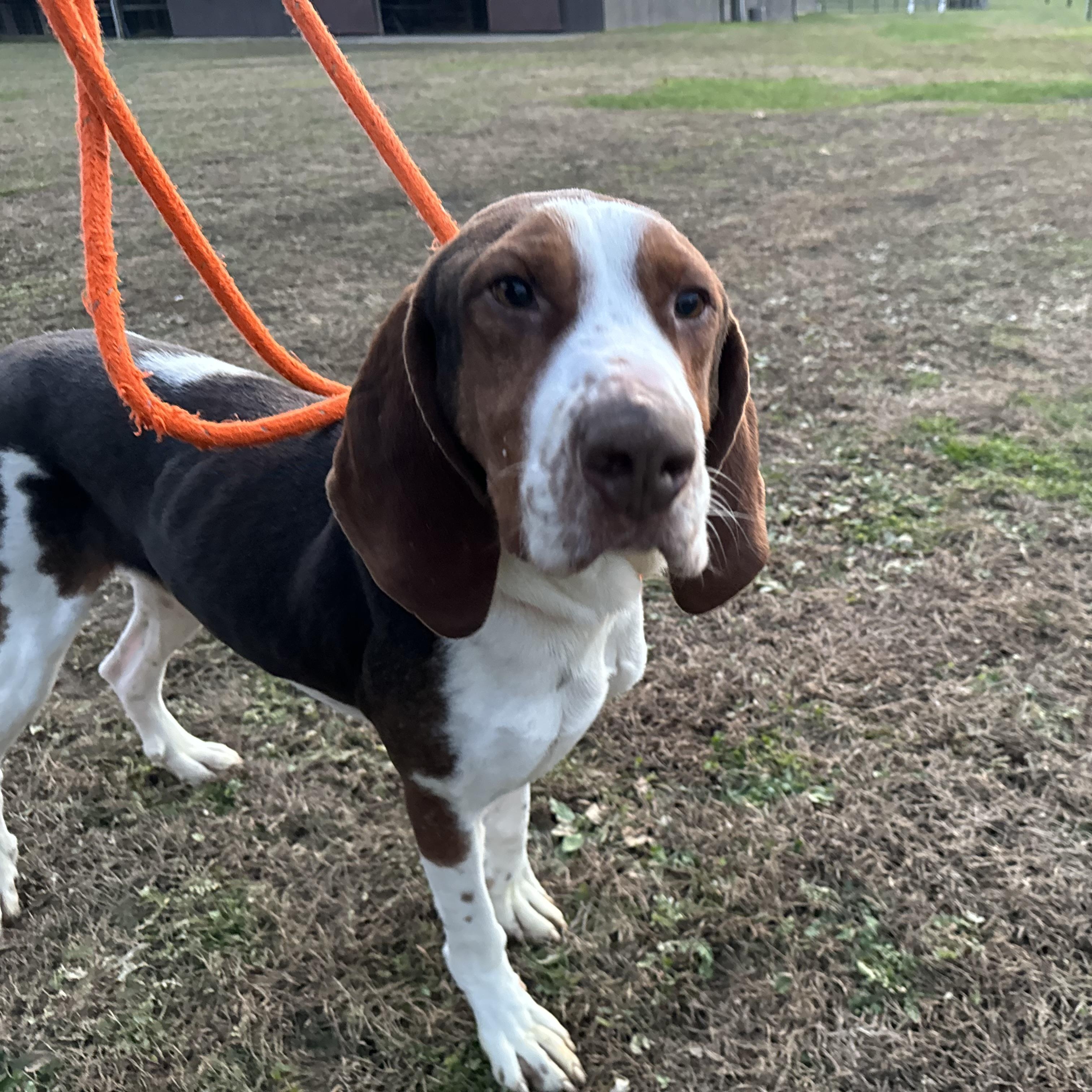 Copper, a Adoptable Coonhound in New Martinsville, WV image 3/4