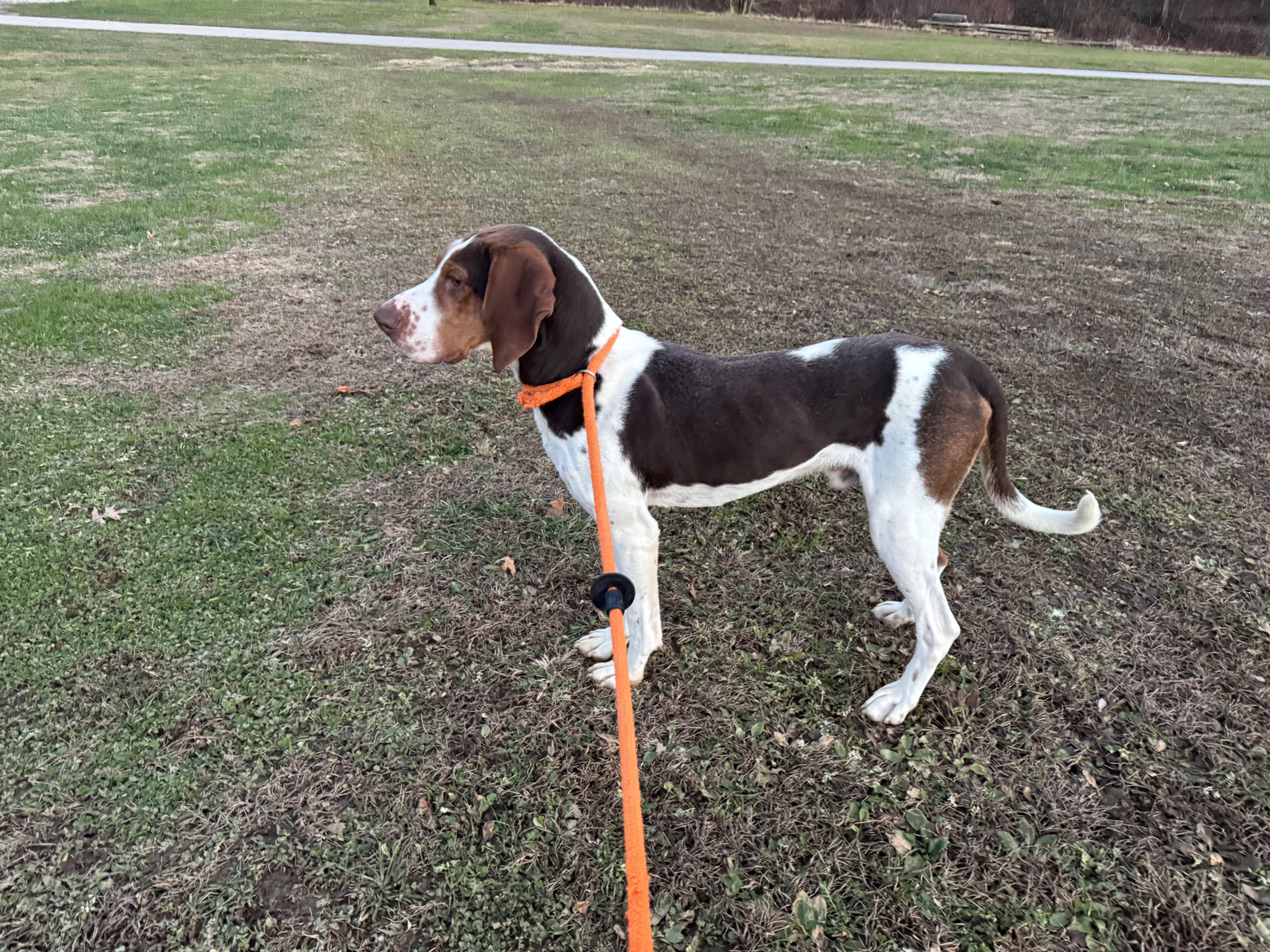 Copper, a Adoptable Coonhound in New Martinsville, WV image 4/4