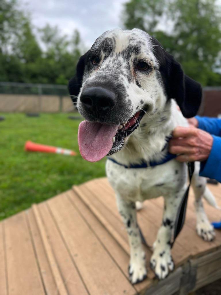 Corky, a Adoptable Great Dane in Hamilton, OH image 2/2