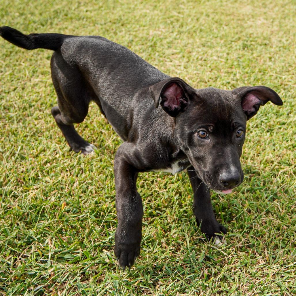 Eminem, Adoptable, Puppy Male Mixed Breed.