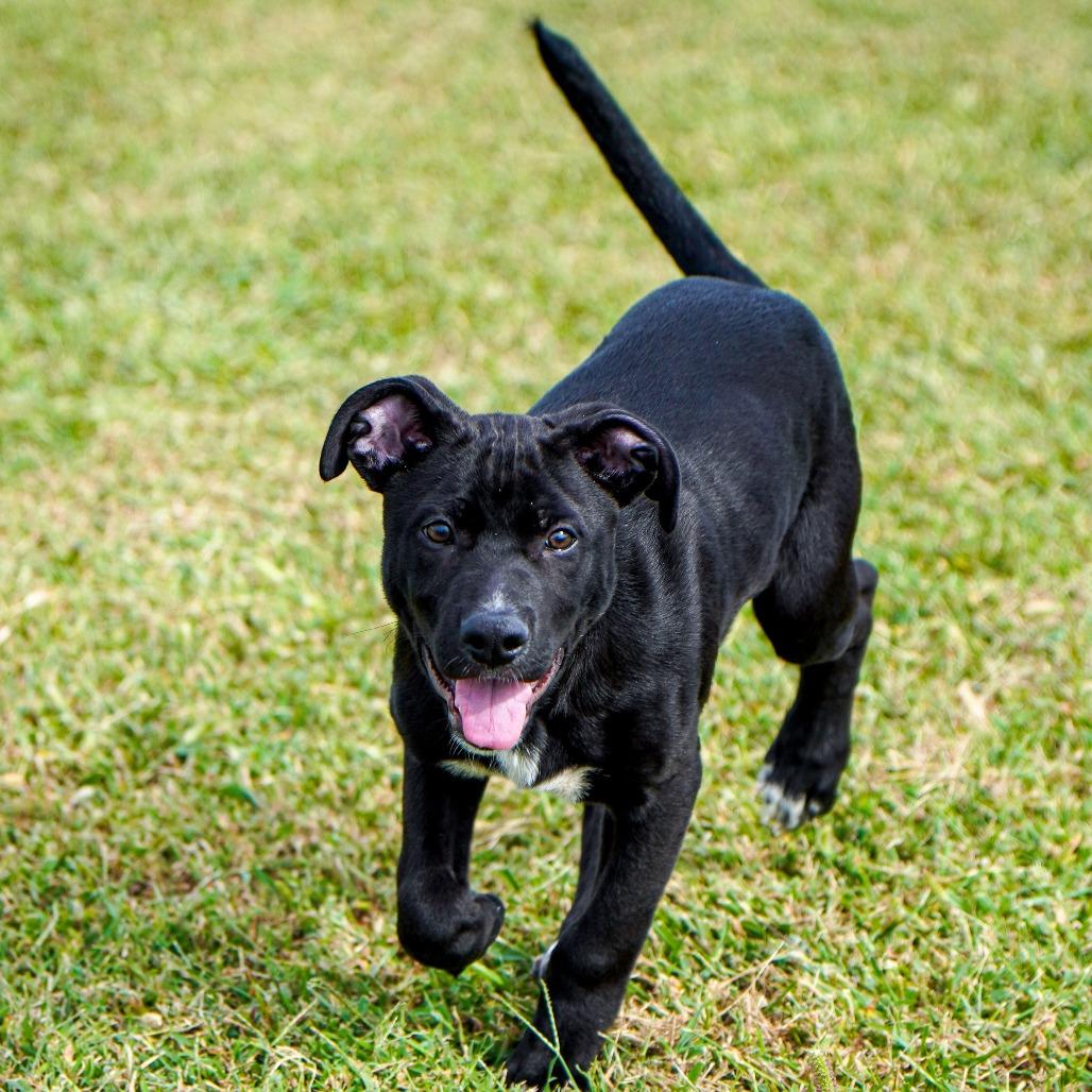 Enlarge Eminem, a Adoptable Mixed Breed in Emporia, KS image 2/5