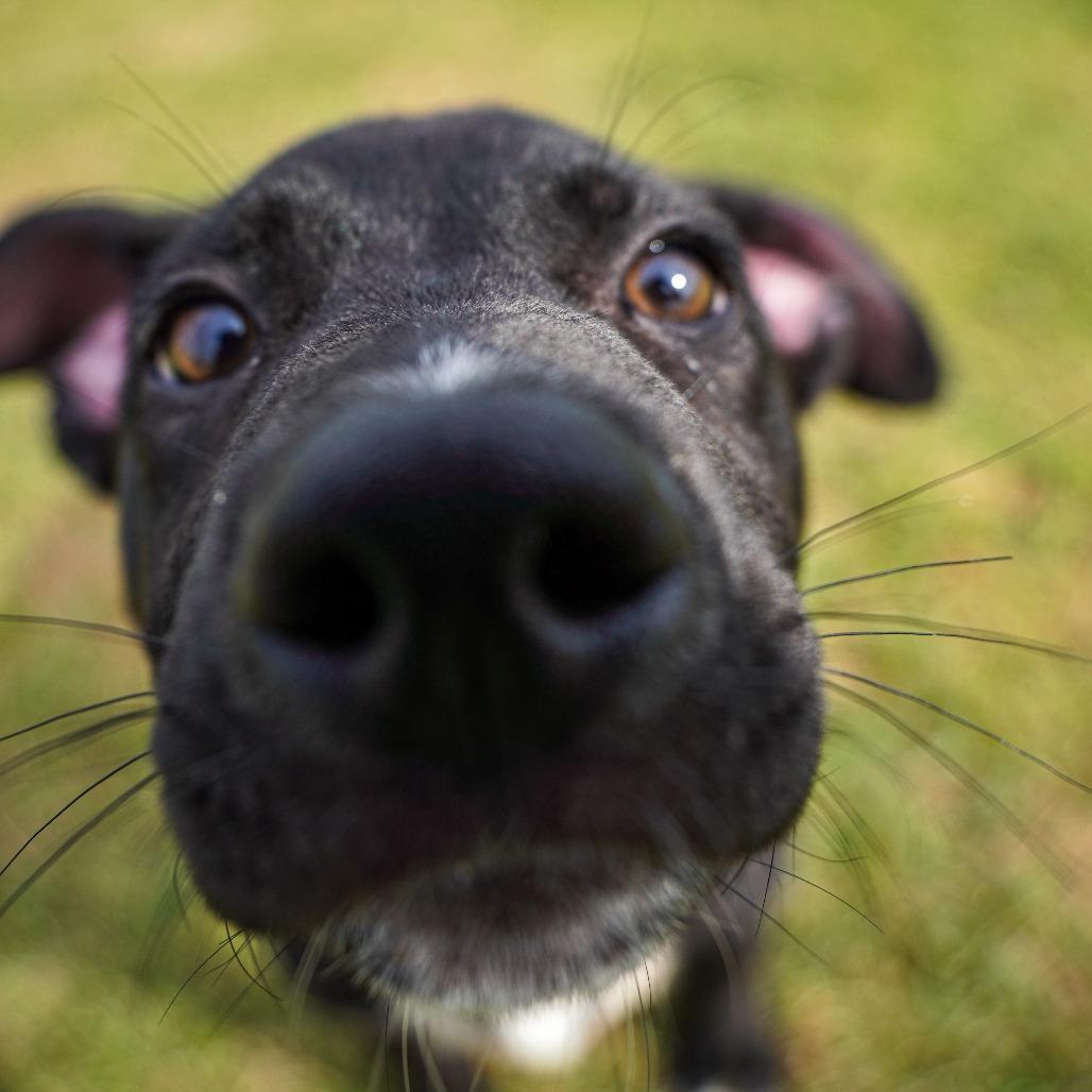 Enlarge Eminem, a Adoptable Mixed Breed in Emporia, KS image 3/5