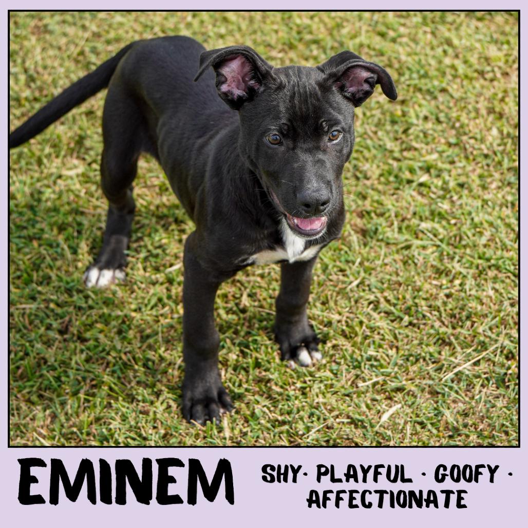 Enlarge Eminem, a Adoptable Mixed Breed in Emporia, KS image 4/5