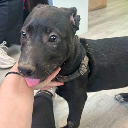 Enlarge Eminem, a Adoptable Mixed Breed in Emporia, KS image 5/5
