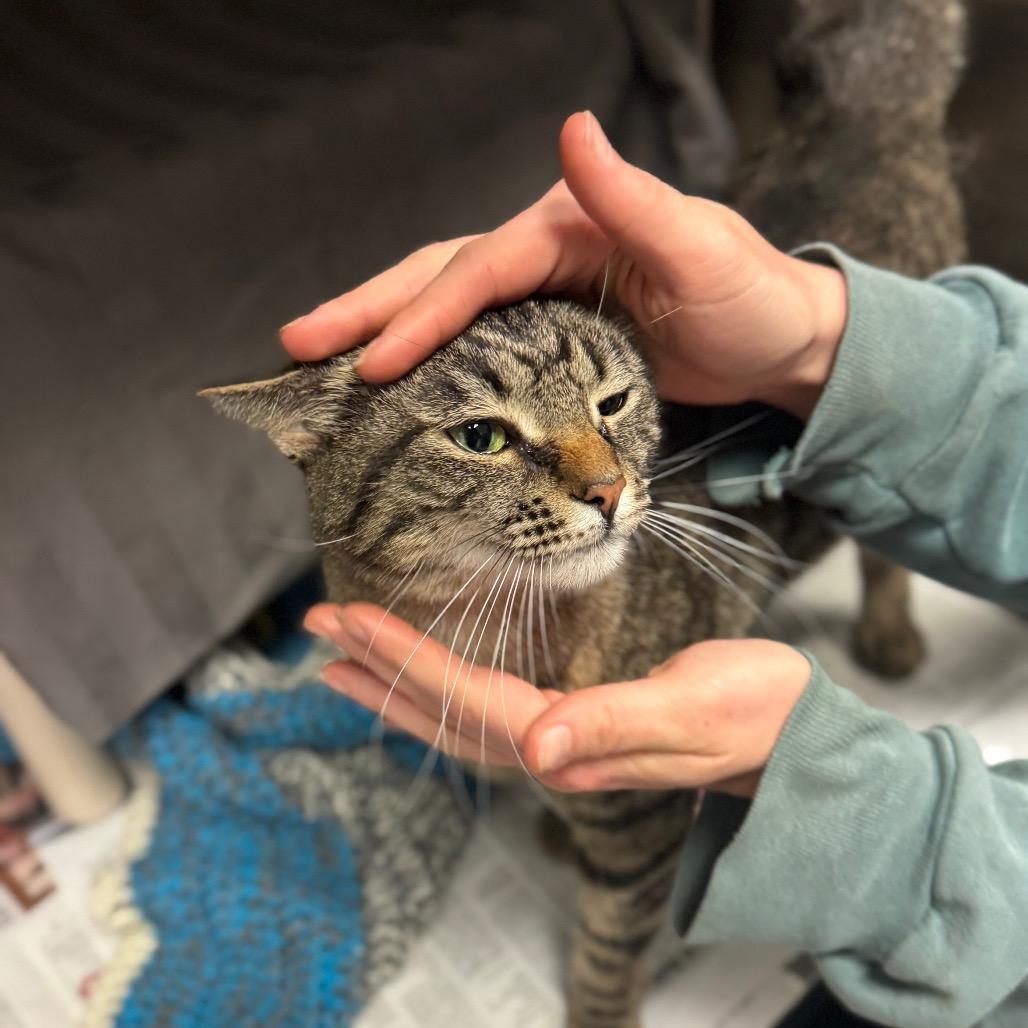 Enlarge Ruby, a Adoptable Domestic Short Hair in Hendersonville, NC image 1/5