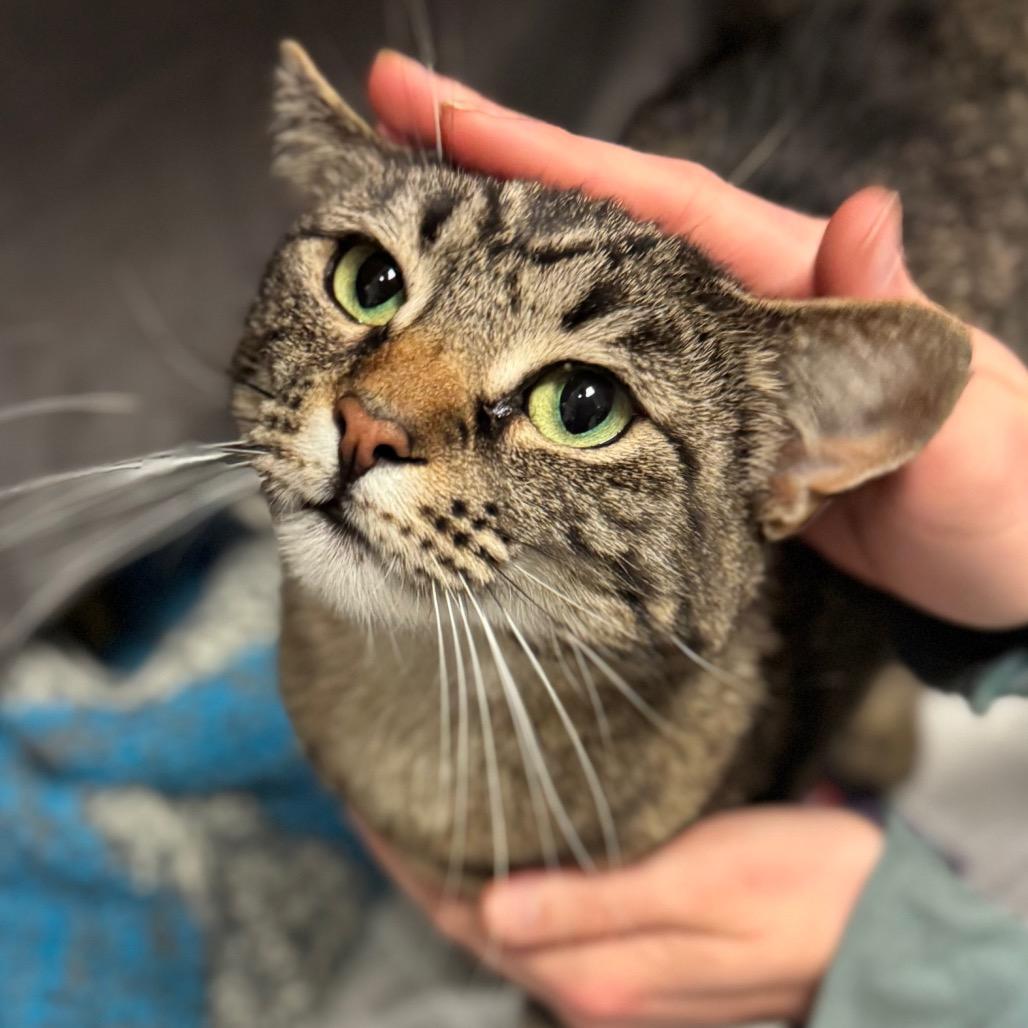 Enlarge Ruby, a Adoptable Domestic Short Hair in Hendersonville, NC image 2/5