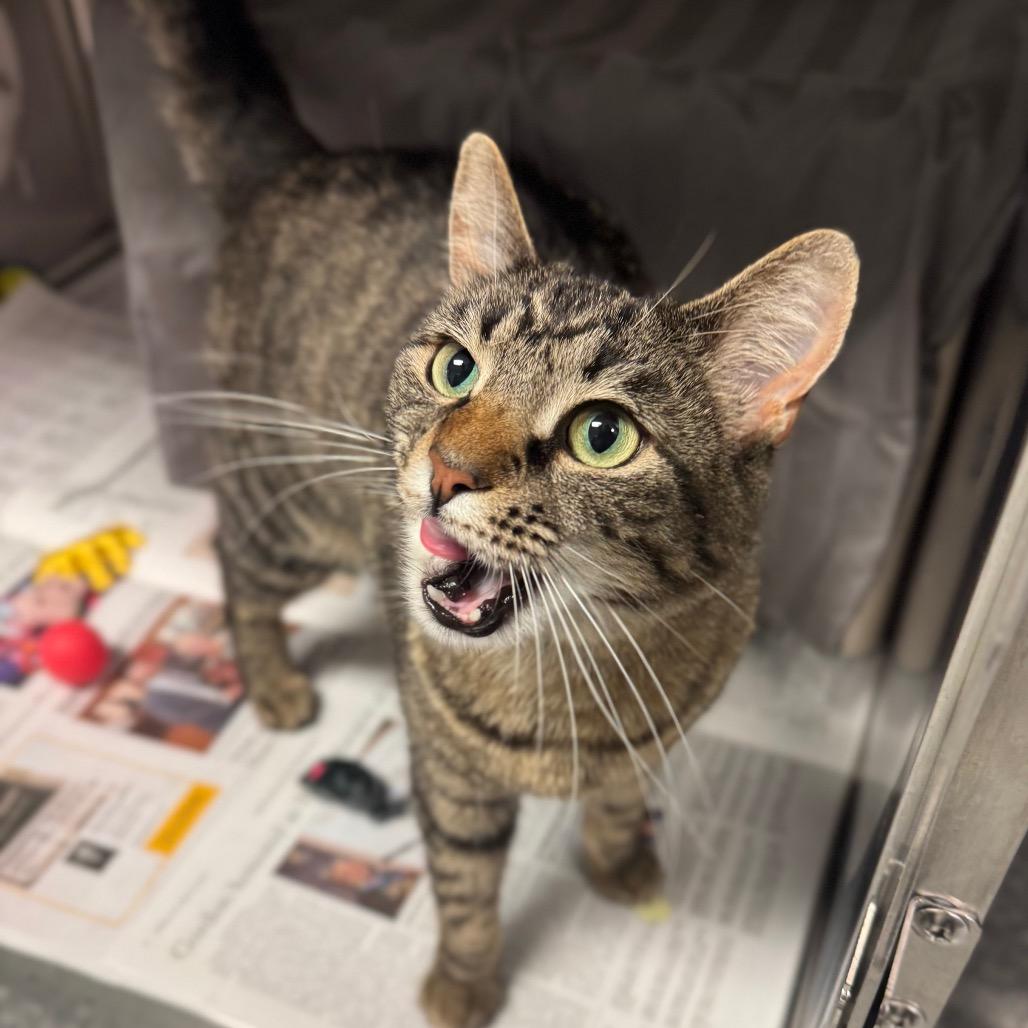 Enlarge Ruby, a Adoptable Domestic Short Hair in Hendersonville, NC image 3/5