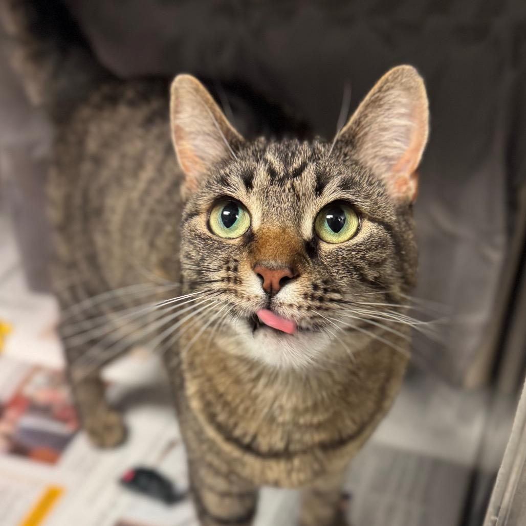 Enlarge Ruby, a Adoptable Domestic Short Hair in Hendersonville, NC image 4/5