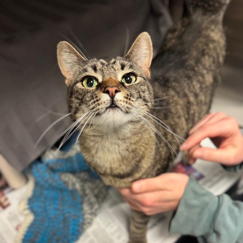 Enlarge Ruby, a Adoptable Domestic Short Hair in Hendersonville, NC image 5/5