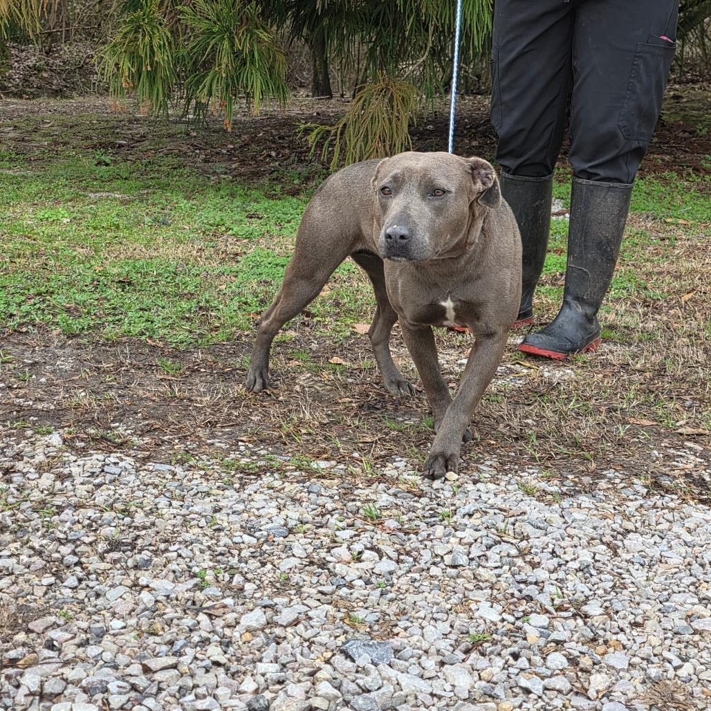 Sugar, a Adoptable mixed breed in Clanton, AL image 1/2