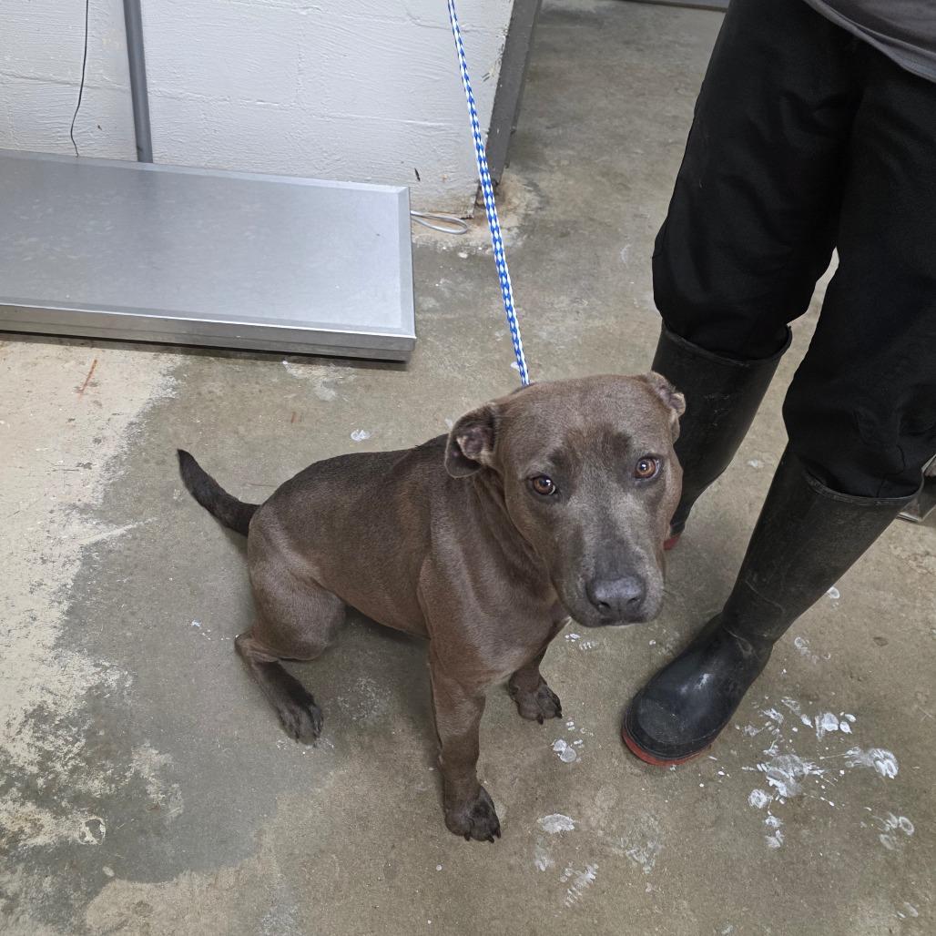 Sugar, a Adoptable mixed breed in Clanton, AL image 2/2