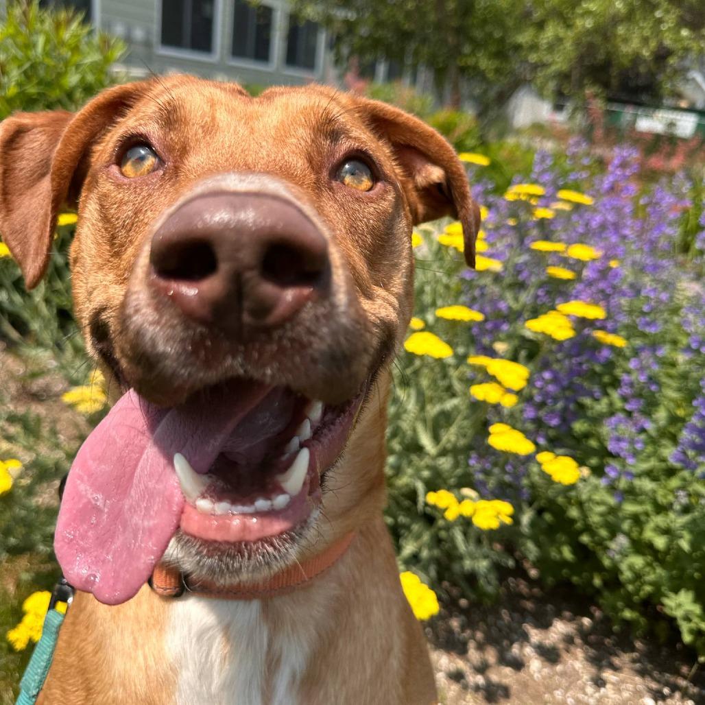 Archie, Adoptable, Adult Male Terrier & Vizsla.