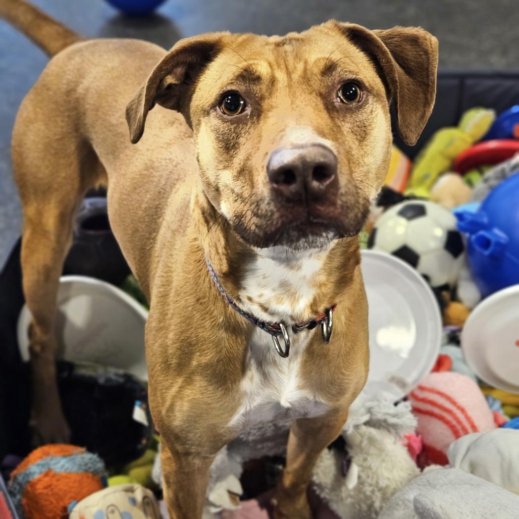 Archie, Adoptable, Adult Male Terrier & Vizsla.
