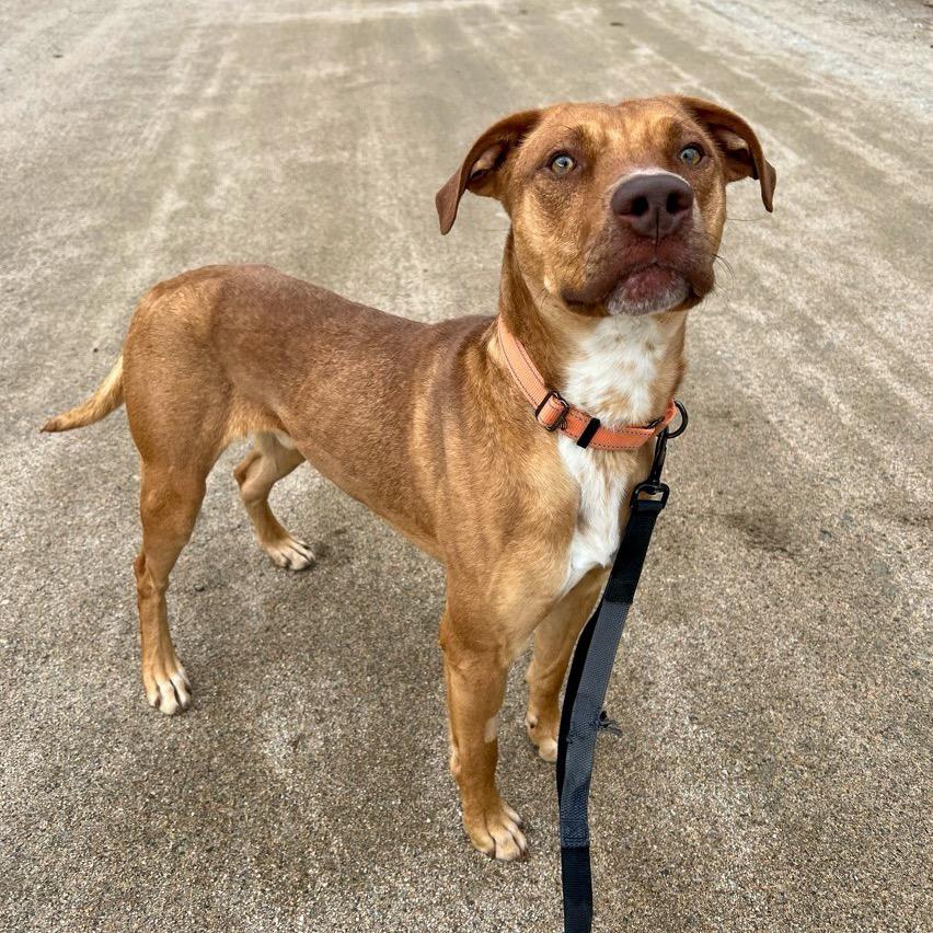 Archie, a Adoptable mixed breed in Conway, NH image 1/6