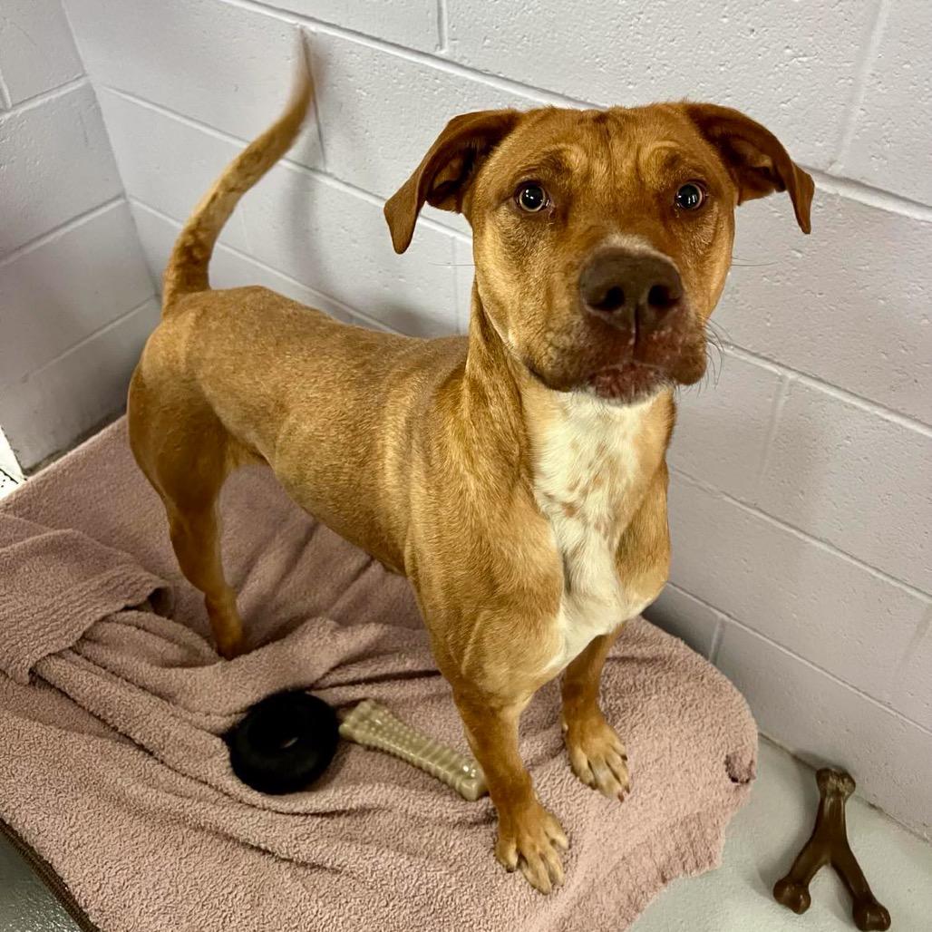 Archie, a Adoptable mixed breed in Conway, NH image 2/6