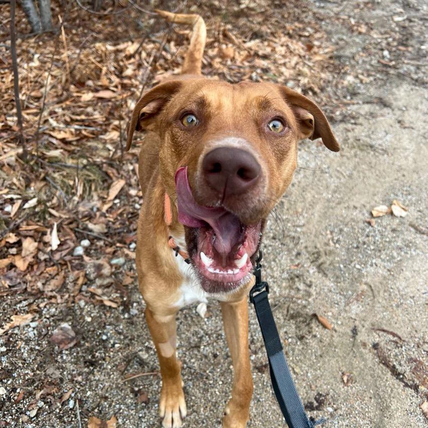 Archie, a Adoptable mixed breed in Conway, NH image 3/6