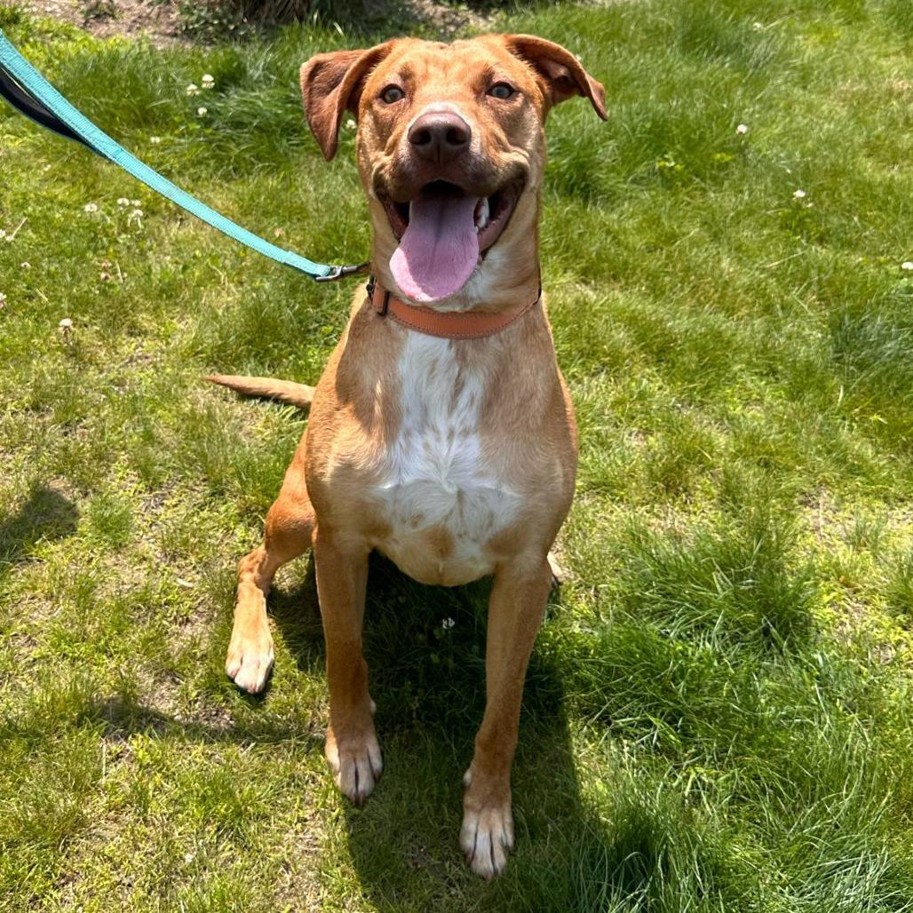 Archie, a Adoptable mixed breed in Conway, NH image 4/6