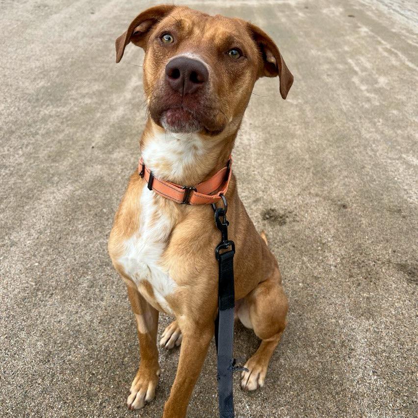 Archie, a Adoptable mixed breed in Conway, NH image 5/6