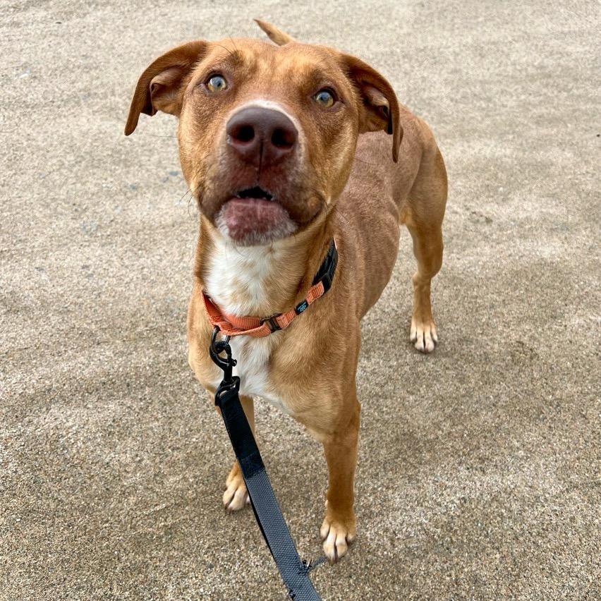 Archie, a Adoptable mixed breed in Conway, NH image 6/6