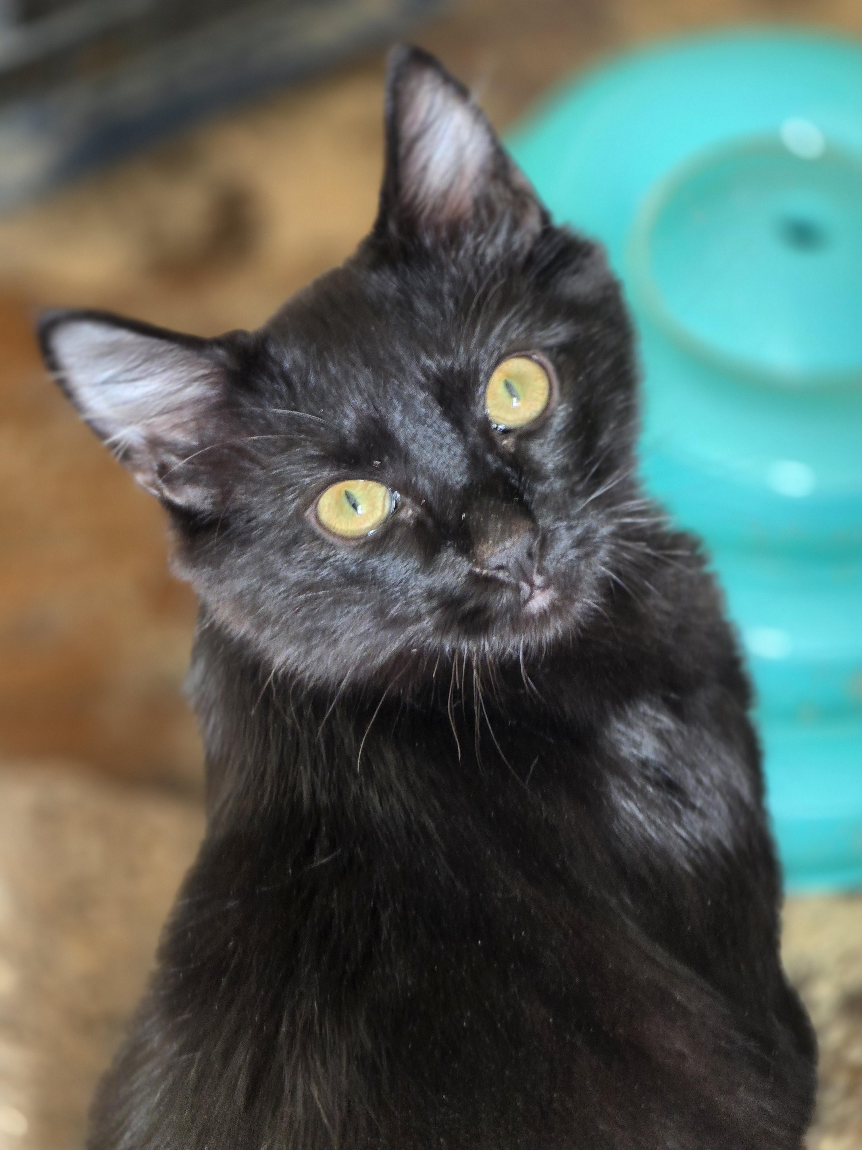 Fritz, Adoptable, Kitten Male Domestic Medium Hair.