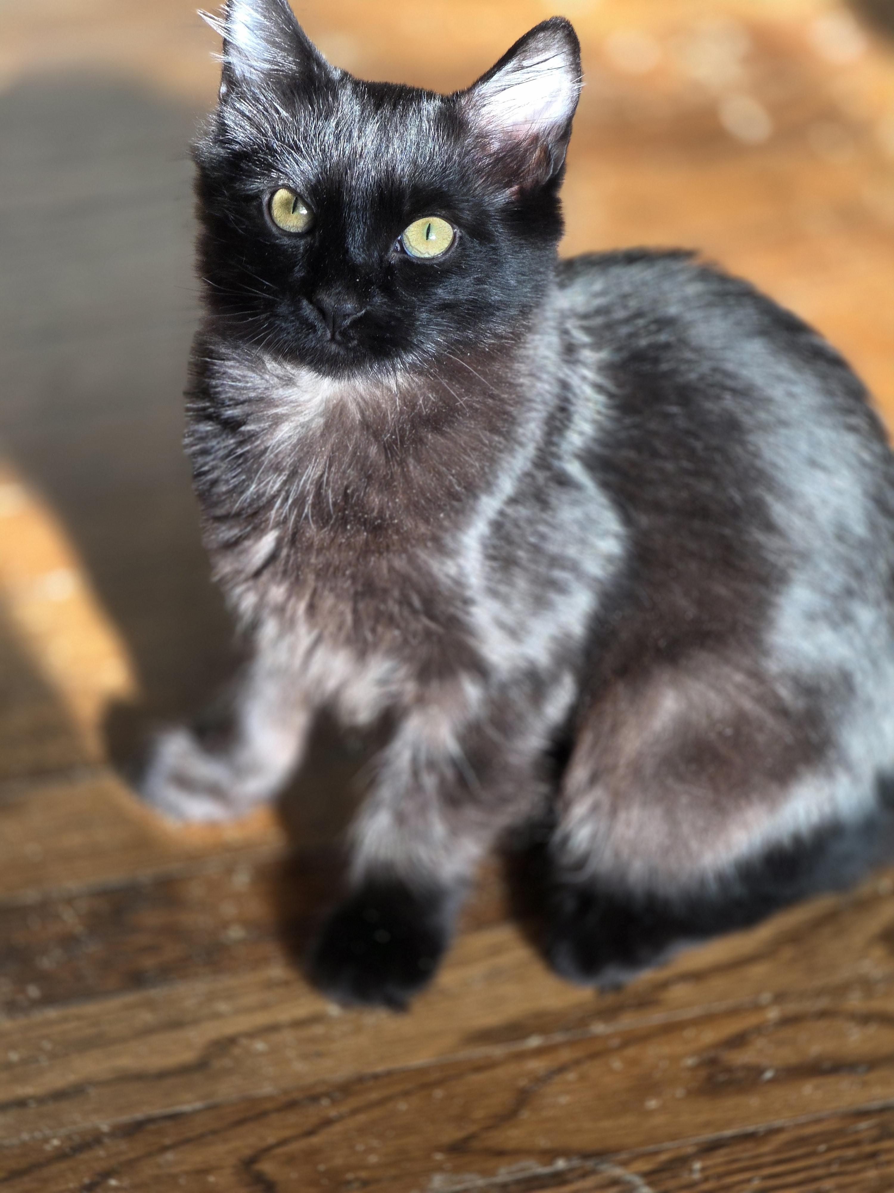 Enlarge Fritz, a Adoptable mixed breed in Rio Linda, CA image 2/3