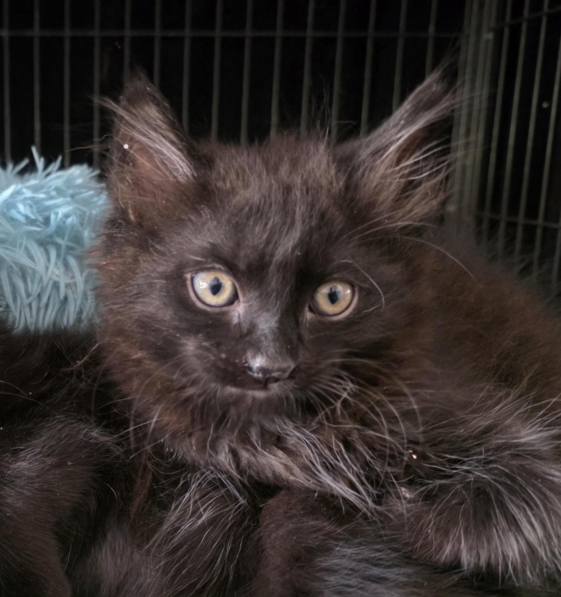 Enlarge Fritz, a Adoptable mixed breed in Rio Linda, CA image 3/3