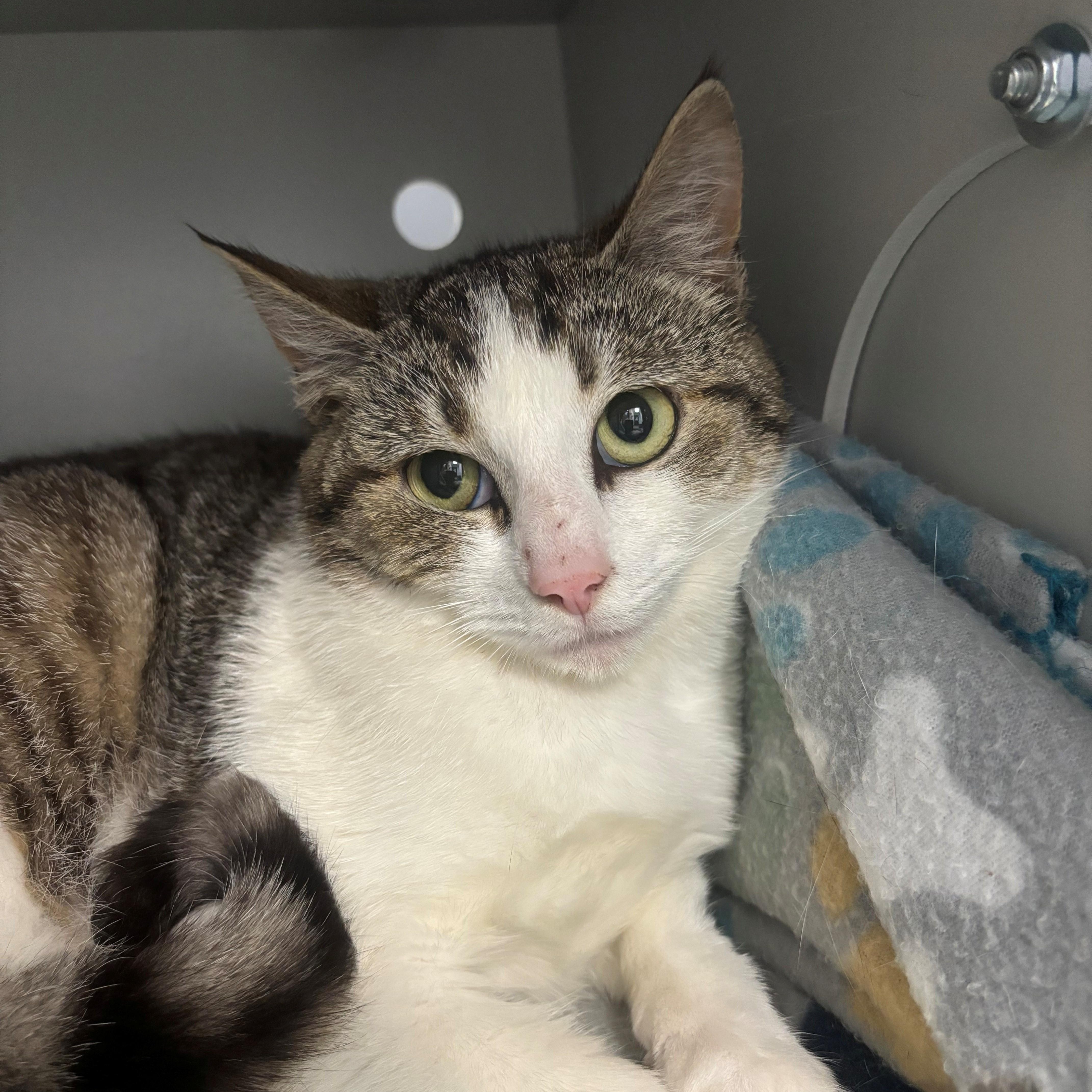 Saphire, ADOPTABLE, Adult Female Domestic Short Hair.