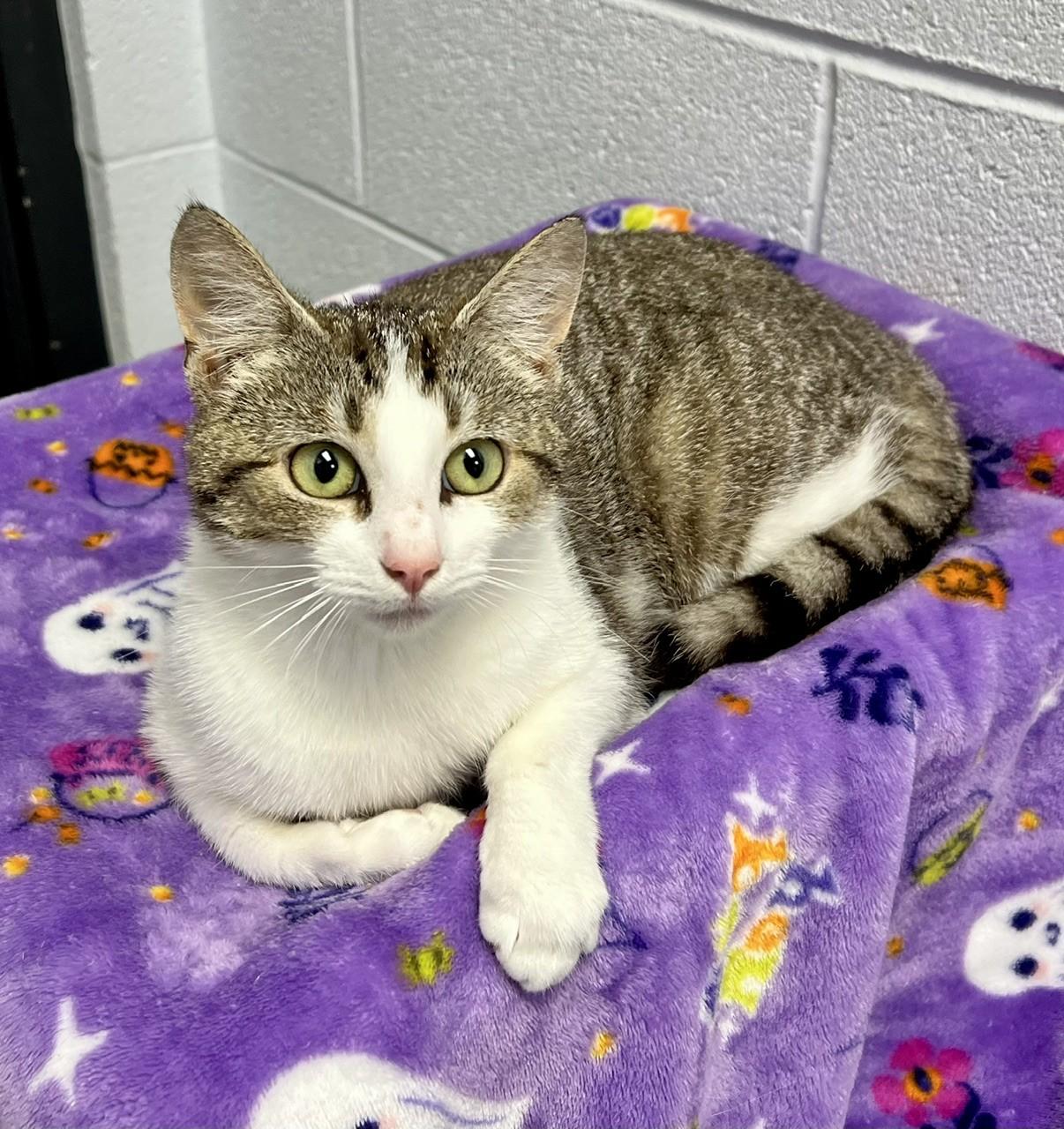 Enlarge Saphire, a ADOPTABLE Domestic Short Hair in Edinburg, VA image 1/1