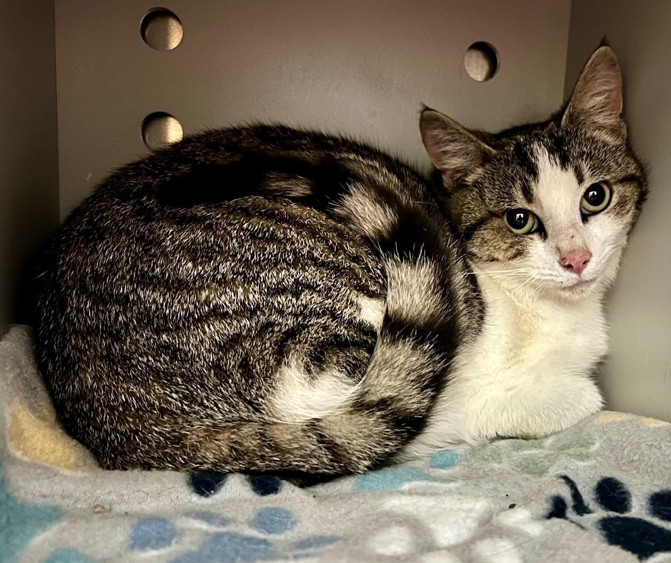 Enlarge Saphire, a ADOPTABLE Domestic Short Hair in Edinburg, VA image 2/2