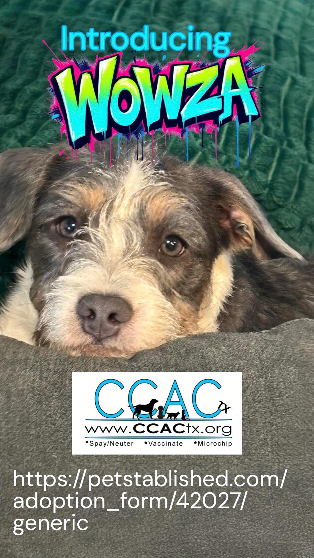 Wowza loves kids, an adopted mixed breed in Lockhart, TX image 4/6