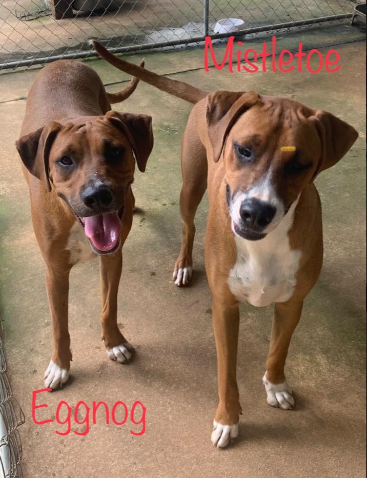 Mistletoe, a Adoptable mixed breed in Kings Mountain, NC image 4/5