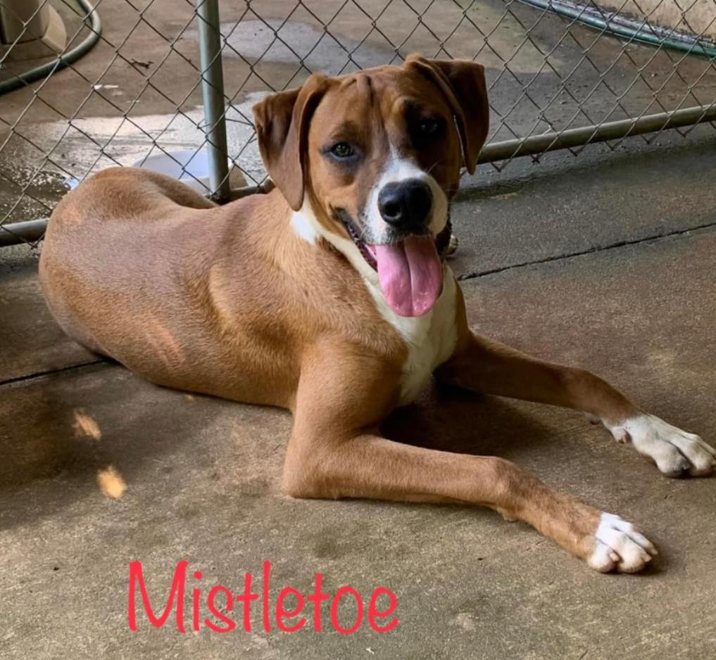 Mistletoe, a Adoptable mixed breed in Kings Mountain, NC image 3/5