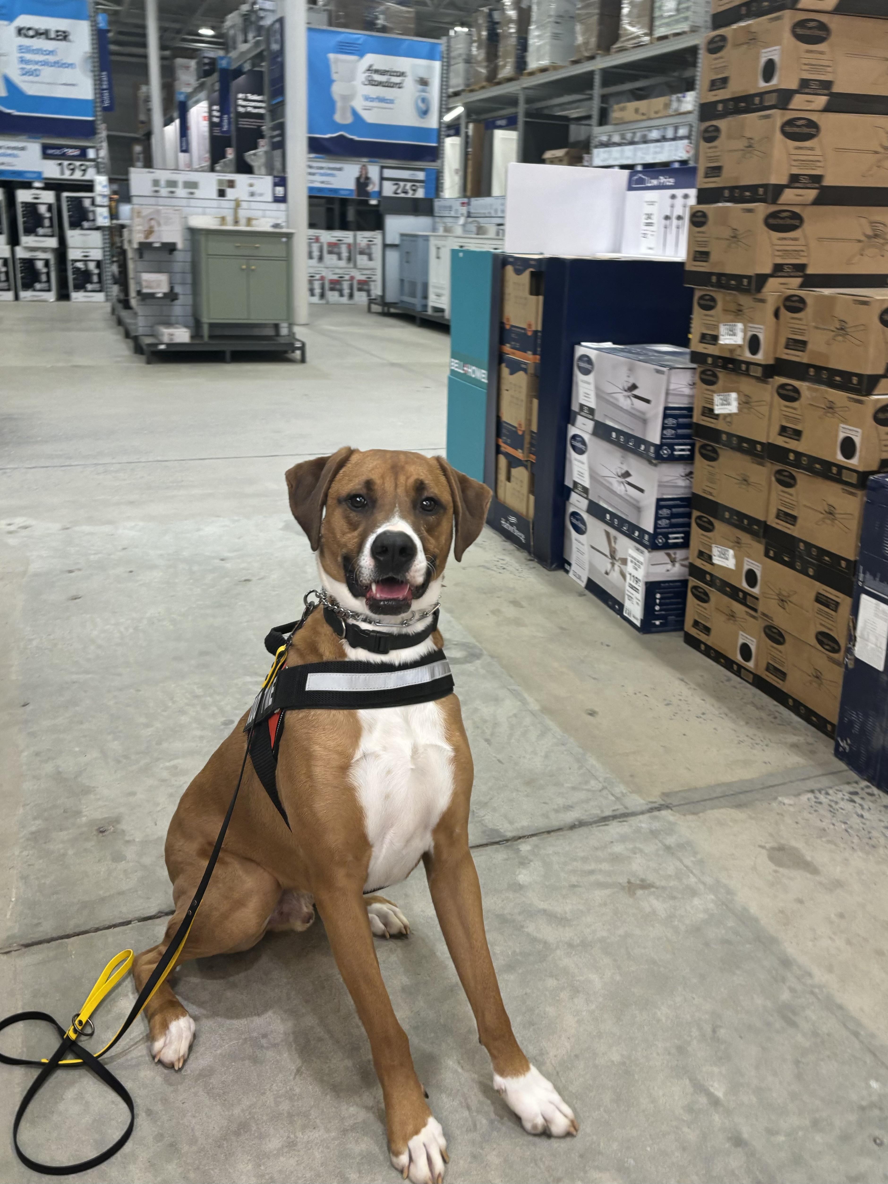 Mistletoe, a Adoptable mixed breed in Kings Mountain, NC image 6/6