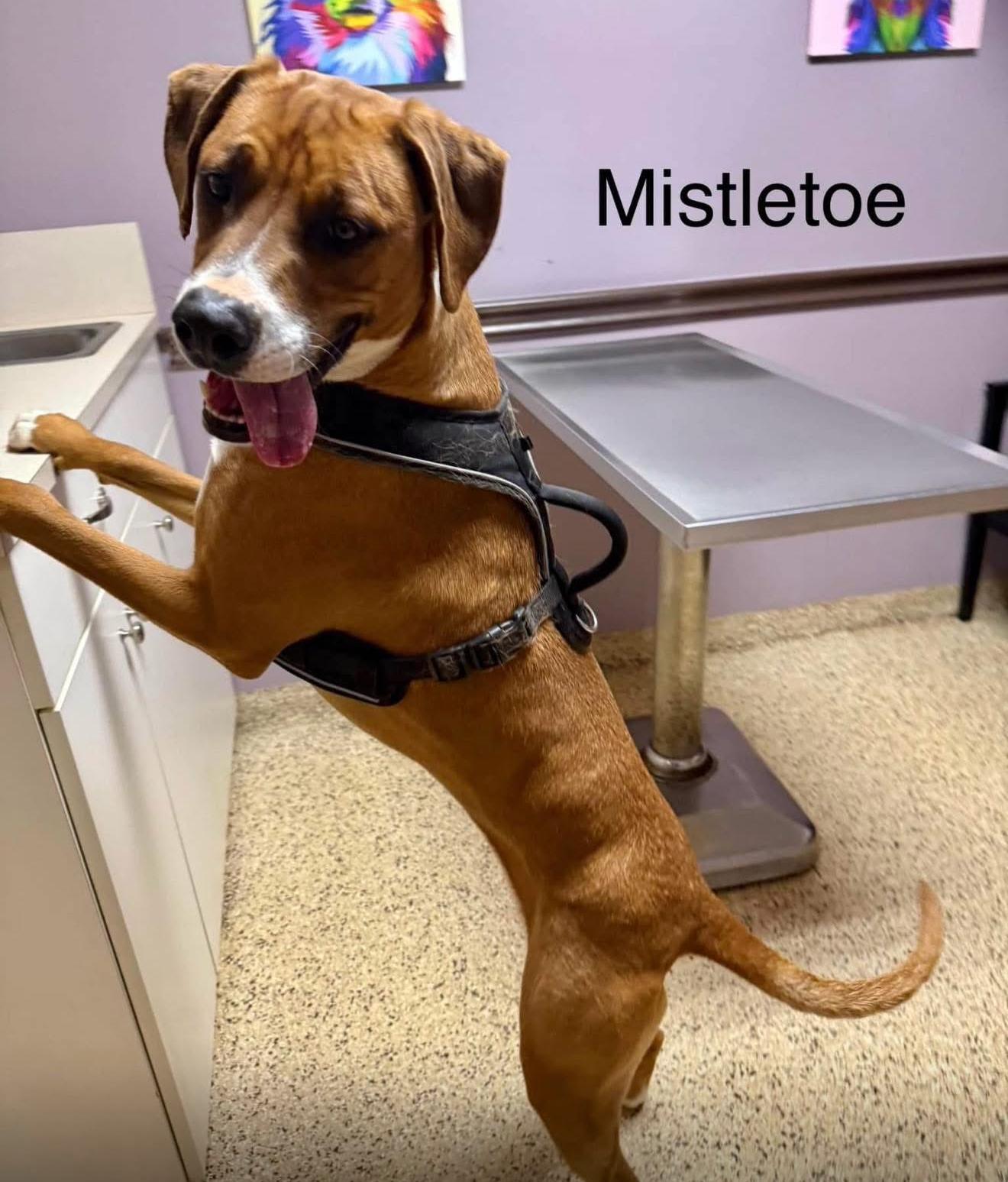 Mistletoe, a Adoptable mixed breed in Kings Mountain, NC image 2/5